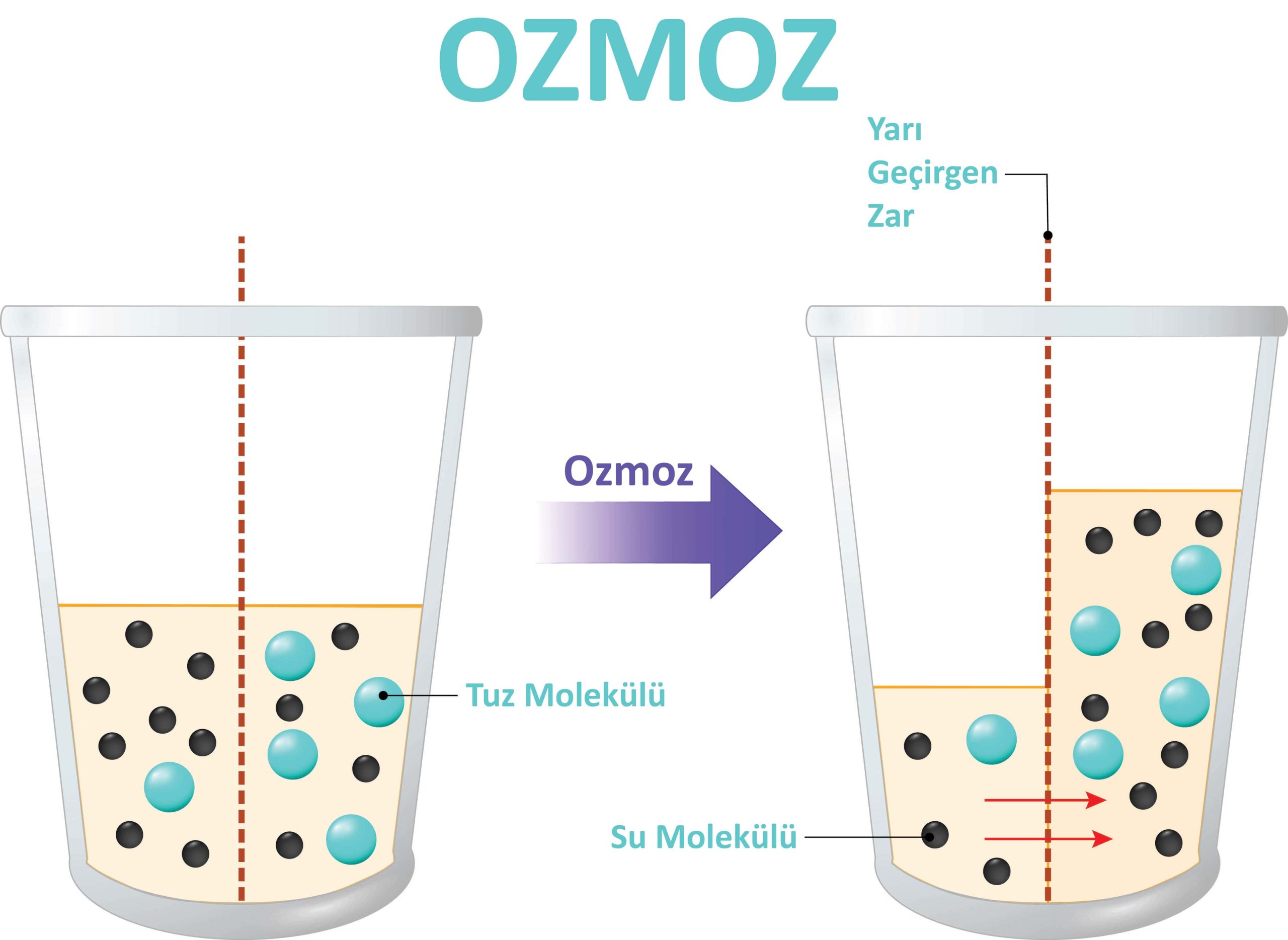 Ters Ozmoz Nedir ve Nasıl Çalışır?