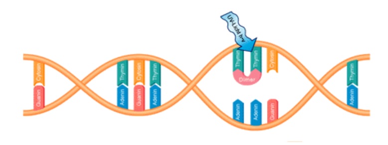 Şekil 2. UV Işınlarının DNA’ya Etkisi