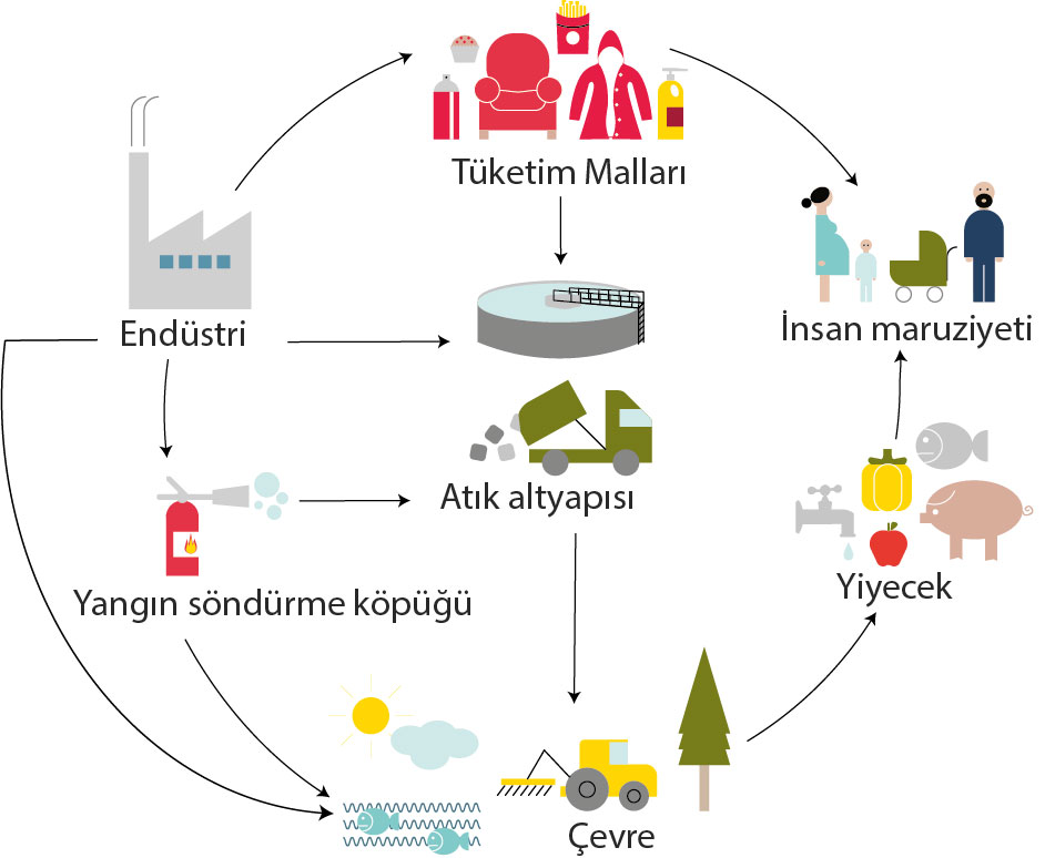 Tipik PFAS maruziyet yolları