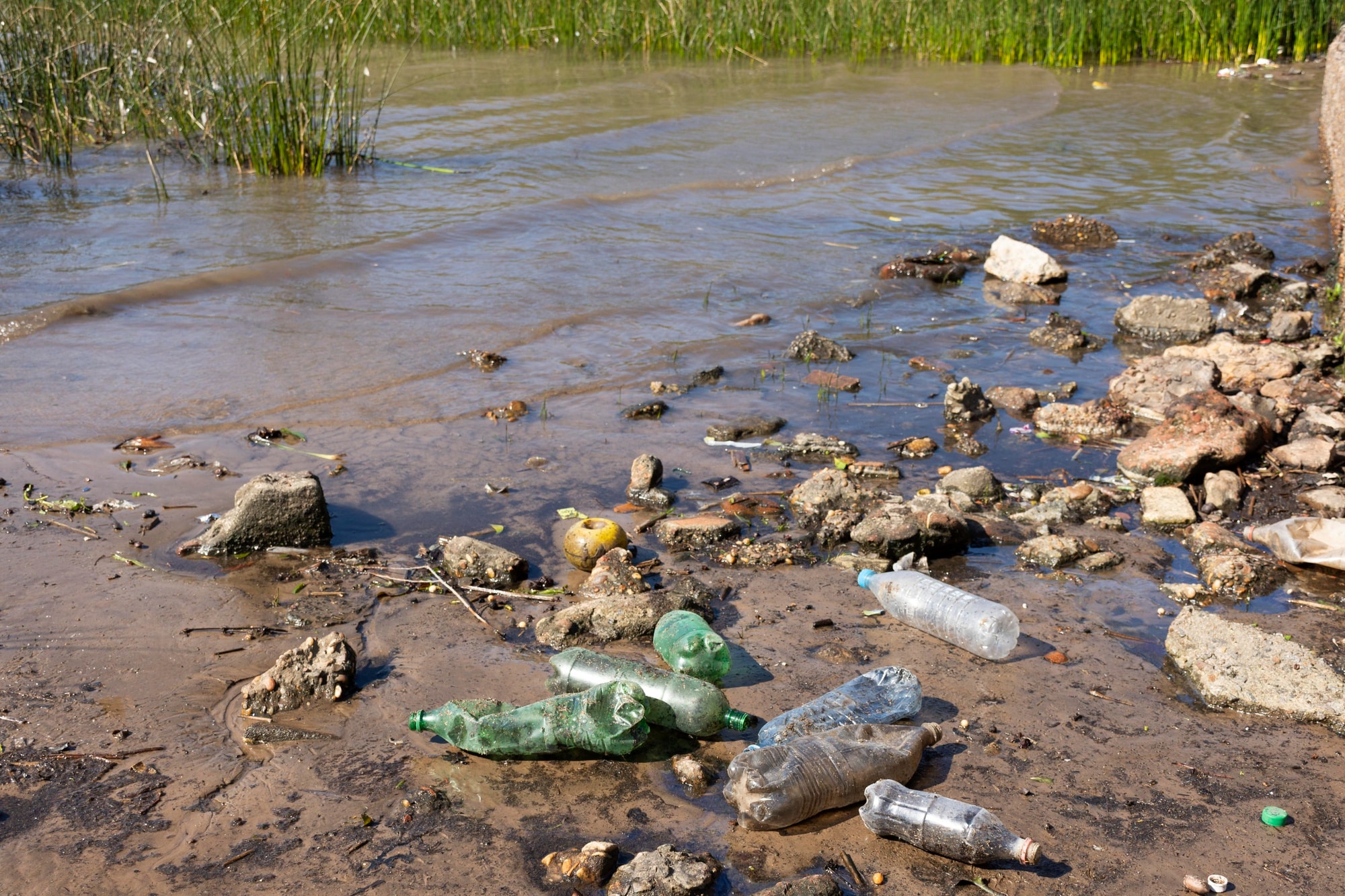 Загрязнение водохранилища. Загрязненный водоем. Грязный водоем. Загрязнение рек. Грязные реки Новосибирск.