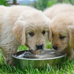 Köpeğime Arıtılmış Su mu Yoksa Musluk Suyu mu Vermeliyim?