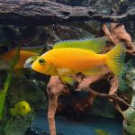 Akvaryumda TDS Nasıl Düşürülür