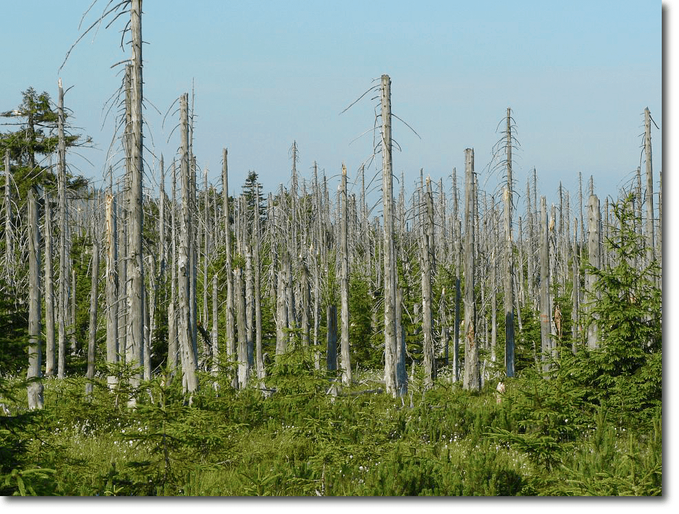 Ölü veya ölmekte olan ağaçlar, Çek Cumhuriyeti'ndeki Jezera Dağları'ndaki bu ormanlar gibi asit yağmurundan etkilenen bölgelerde yaygın bir manzaradır. Asit yağmuru alüminyumu topraktan süzer. Bu alüminyum, bitkilere olduğu kadar hayvanlara da zararlı olabilir. Asit yağmuru ayrıca ağaçların büyümesi için ihtiyaç duyduğu mineralleri ve besin maddelerini topraktan uzaklaştırır.