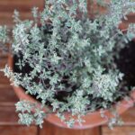 Kekik (Thyme): Tarihi, Lezzeti ve Mutfak Kullanımları