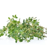 Limon Kekiği: Tarihi, Lezzeti, Faydaları ve Kullanım Alanları