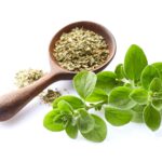 Mercanköşk: Kekik’in Unutulmuş Kuzeni