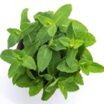 Nane: Ferahlatıcı ve Şifalı Bir Lezzet Patlaması