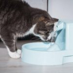 Dehidrasyon ve Biliş: Gereğinden Az Dikkat Gösterilen Bir İlişki