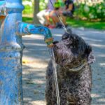 Çocukluk Çağı Kurşun Toksisitesinin Önlenmesi: Bir Politika İncelemesi