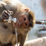 İçme Suyunda Kurşun Maruziyetini Azaltmanın Etkili Yolları