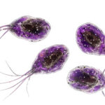 Giardia Kistlerinin İçme Suyundan Uzaklaştırılması: Nedenleri, Yöntemleri ve Önlemler