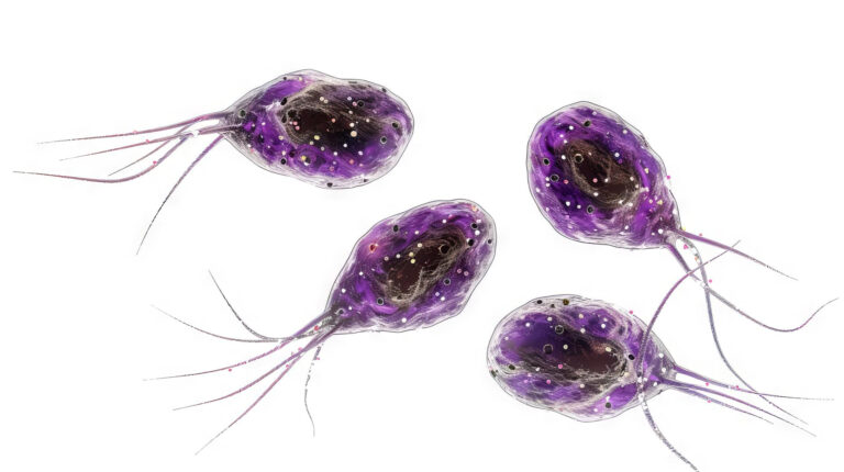 Giardia Kistlerinin İçme Suyundan Uzaklaştırılması: Nedenleri, Yöntemleri ve Önlemler