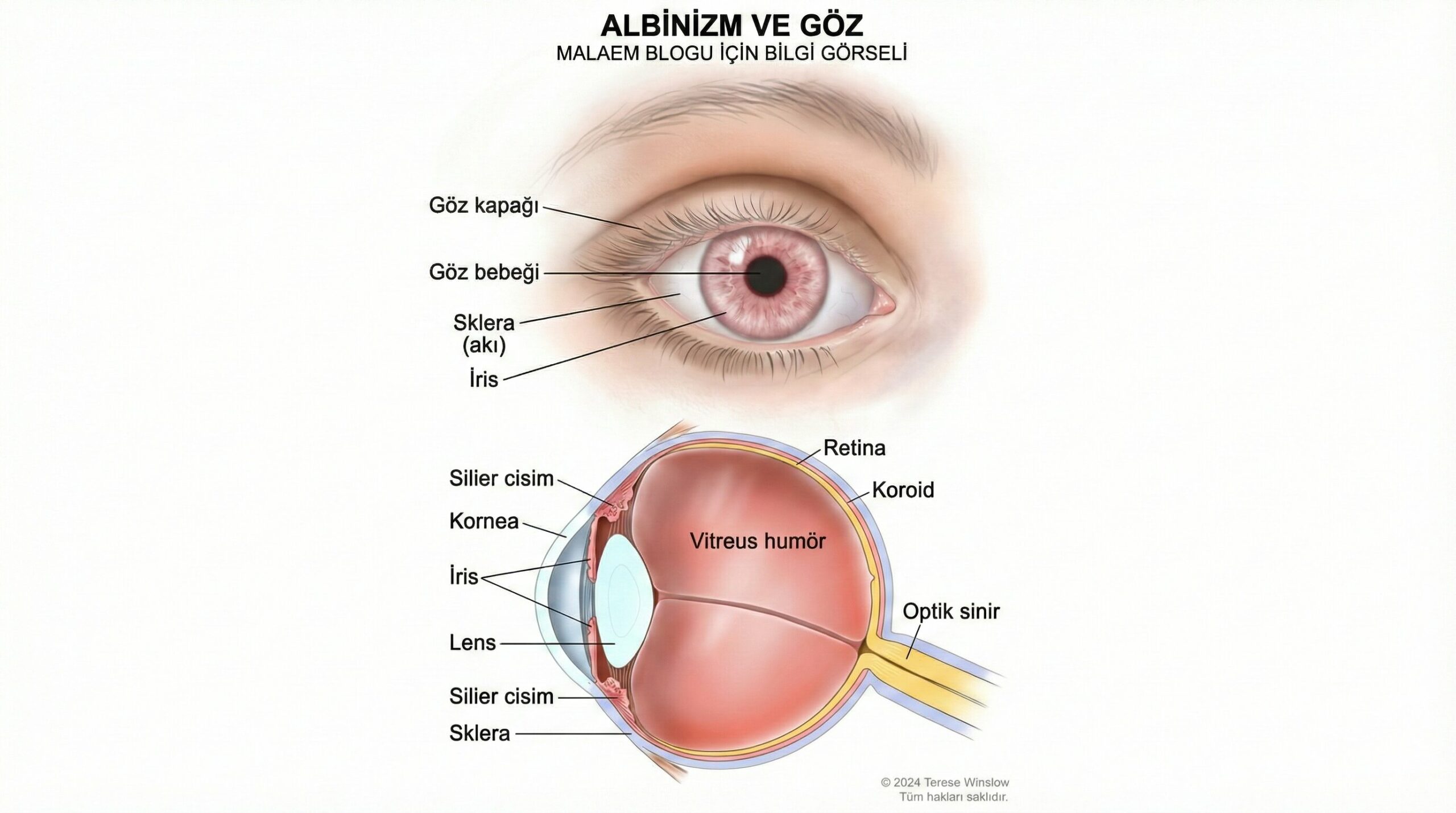 Göz anatomisi, göz kapağı, göz bebeği, skler, iris, kornea, lens, siliar cisim, retina, koroid, vitreus humor ve optik sinir dahil olmak üzere gözün dışını ve içini gösterir.