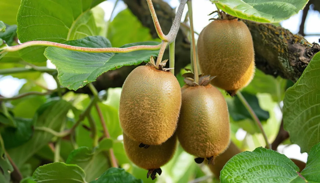 Avrupa'dan Tarihi Onay: Yeşil Kivi, Bilimsel Olarak Kanıtlanmış Bağırsak Sağlığı Faydalarıyla Tescillendi