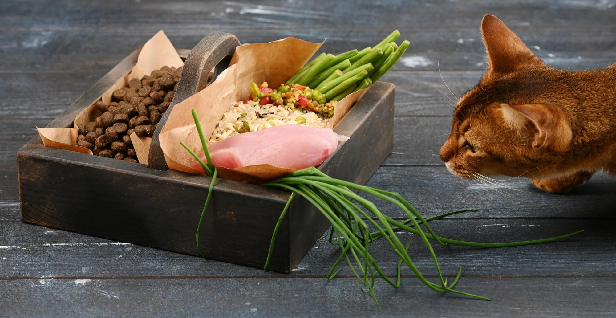 Ev Yapımı Kedi Maması ve Çiğ Beslenme (BARF): Bilmeniz Gereken Faydaları ve Ölümcül Riskleri