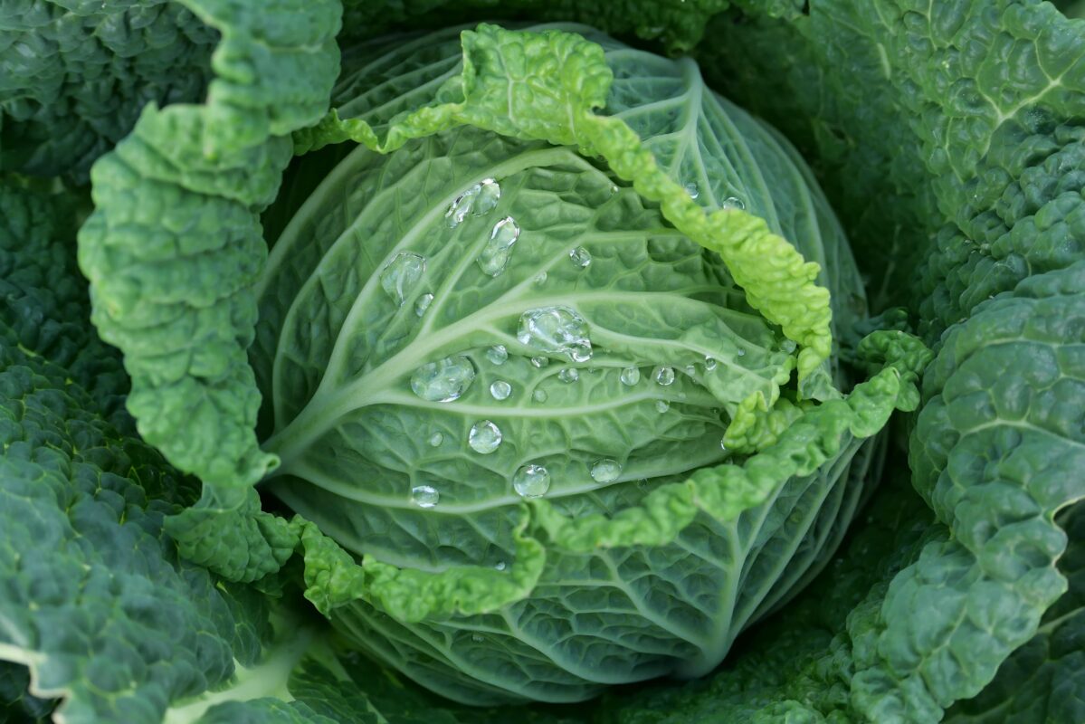 Lahananın Faydaları: Sağlığınıza Katkı Sağlayan Mucize Sebze