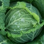 Lahananın Faydaları: Sağlığınıza Katkı Sağlayan Mucize Sebze