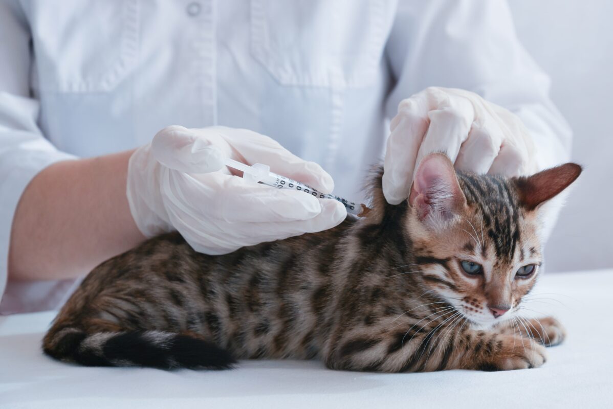 Kedi Aşıları Rehberi: Kedinizin Sağlığını Korumak İçin Hangi Aşılar Gerekli?