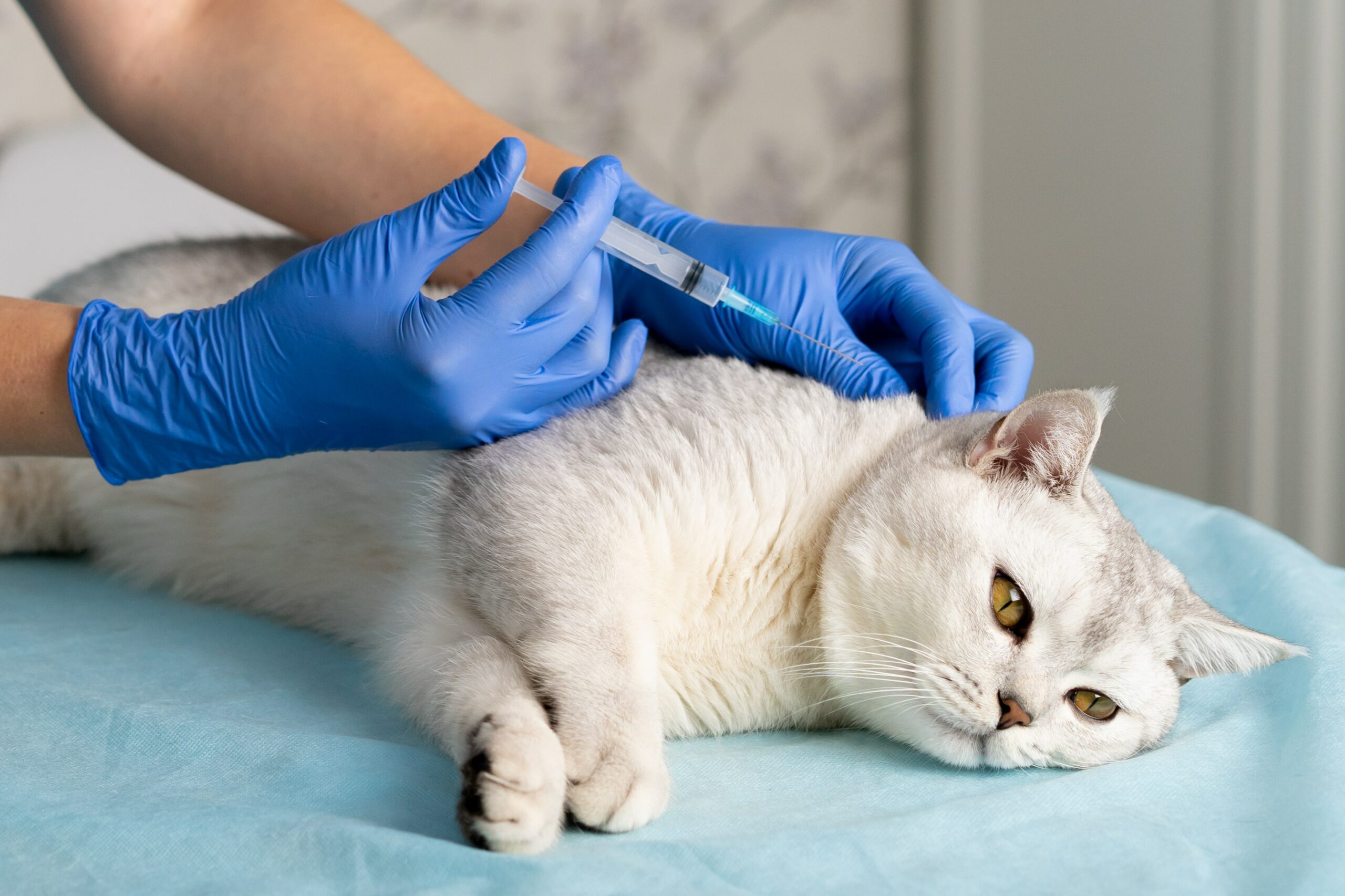 Kedi Aşıları Rehberi: Kedinizin Sağlığını Korumak İçin Hangi Aşılar Gerekli?