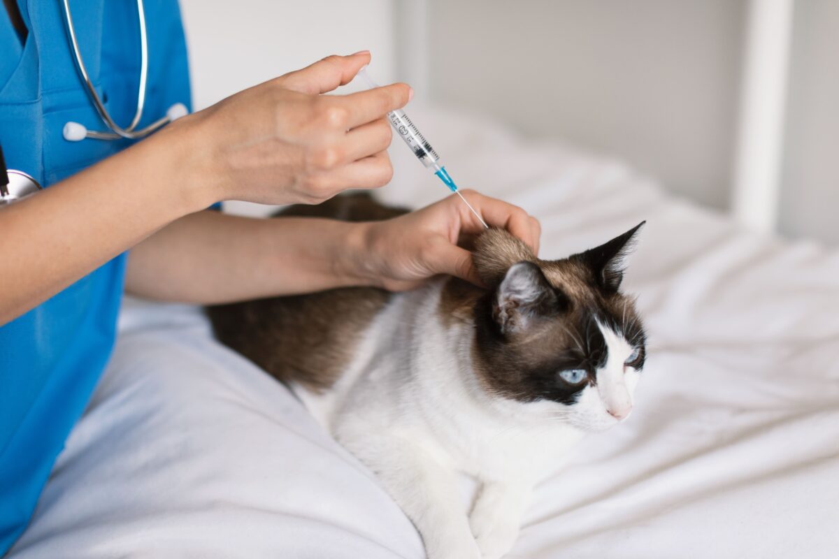 Kedi Aşıları Rehberi: Kedinizin Sağlığını Korumak İçin Hangi Aşılar Gerekli?