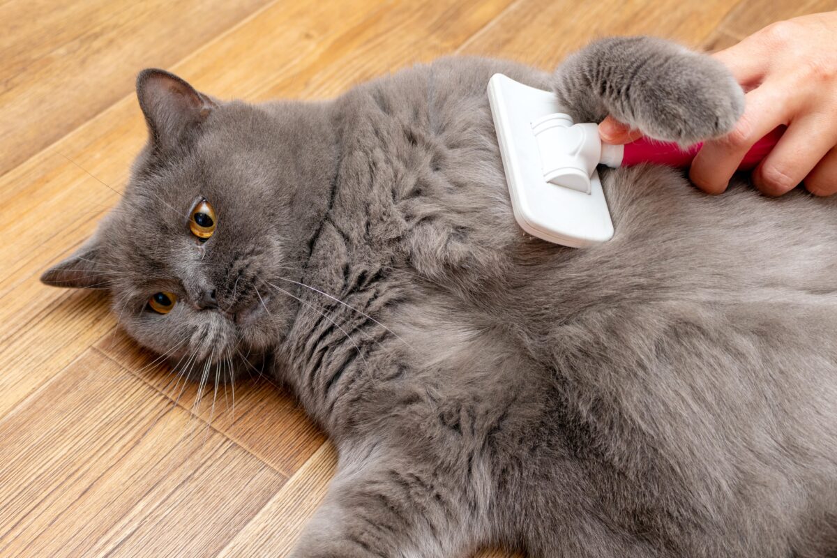 Kedi Bakımı (Grooming) Rehberi: Tüy, Banyo, Tırnak Kesimi ve Daha Fazlası