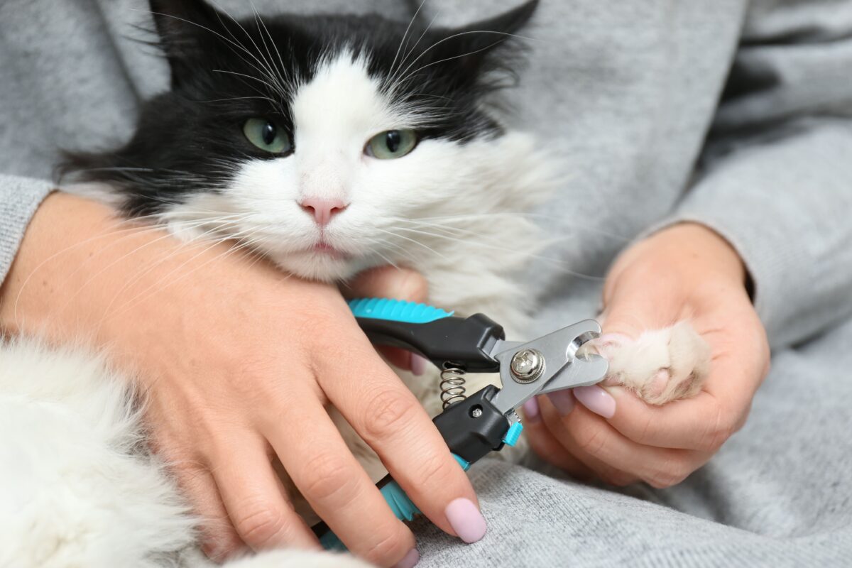 Kedi Bakımı (Grooming) Rehberi: Tüy, Banyo, Tırnak Kesimi ve Daha Fazlası
