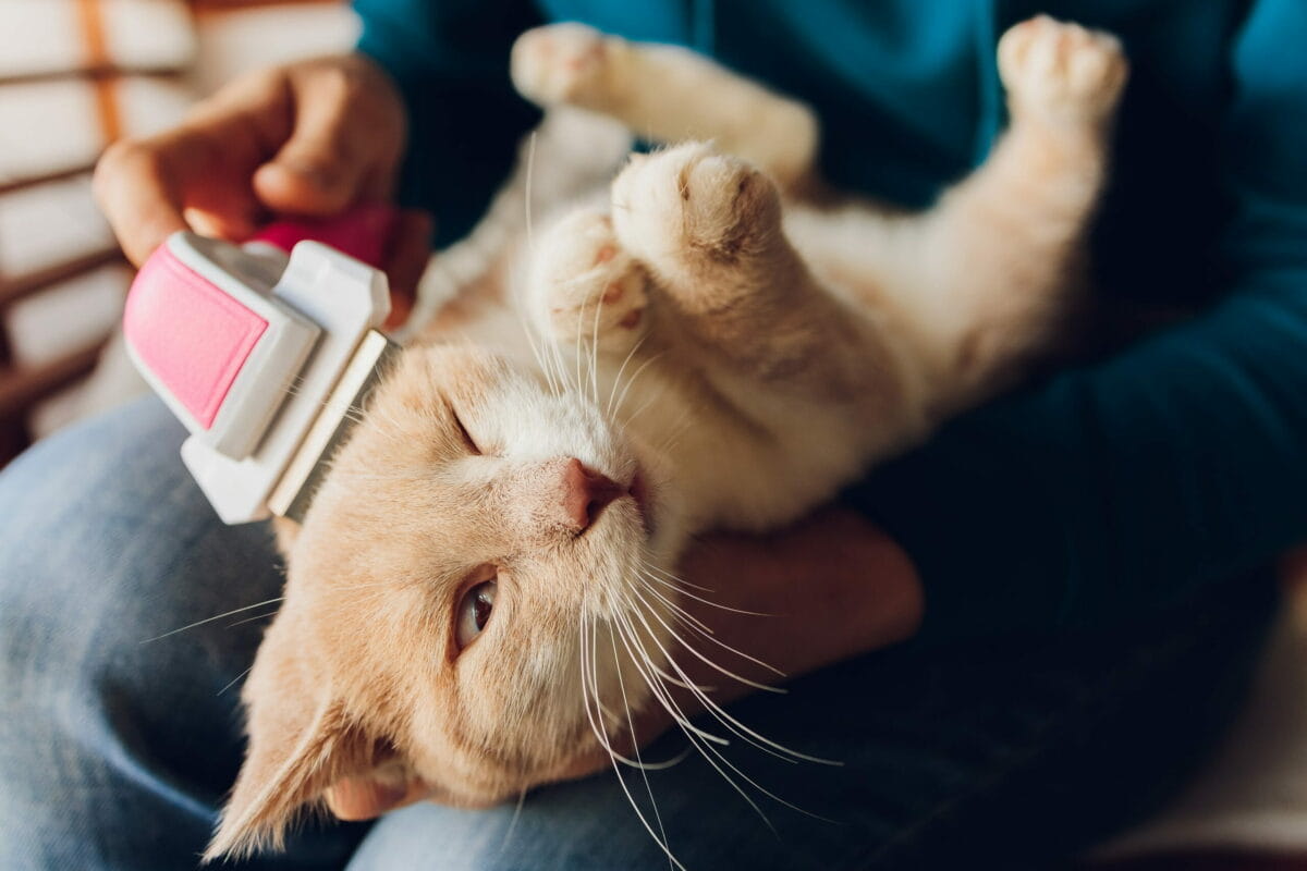 Kedi Bakımı (Grooming) Rehberi: Tüy, Banyo, Tırnak Kesimi ve Daha Fazlası