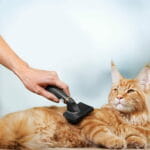 Kedi Bakımı (Grooming) Rehberi: Tüy, Banyo, Tırnak Kesimi ve Daha Fazlası