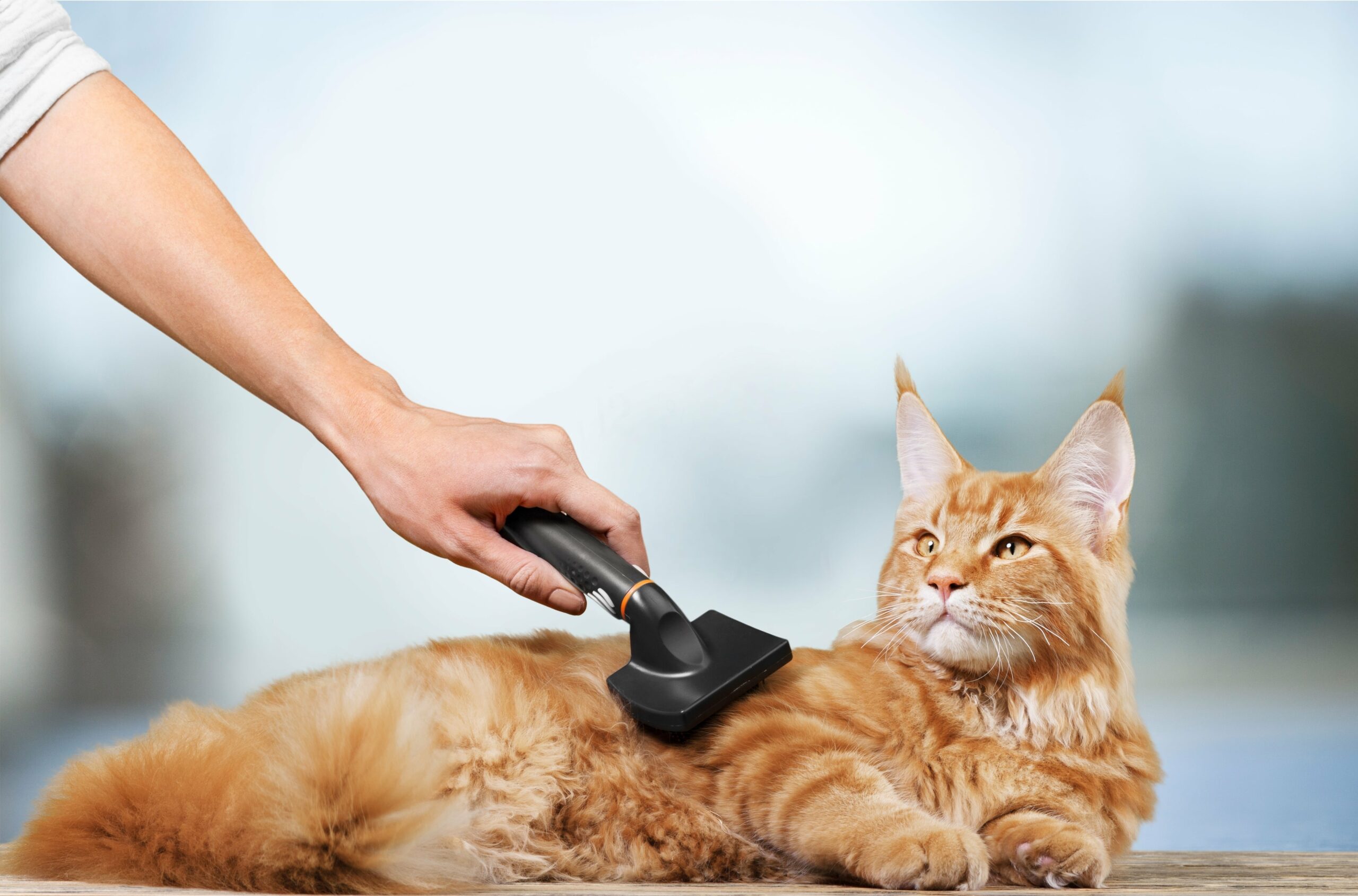 Kedi Bakımı (Grooming) Rehberi: Tüy, Banyo, Tırnak Kesimi ve Daha Fazlası
