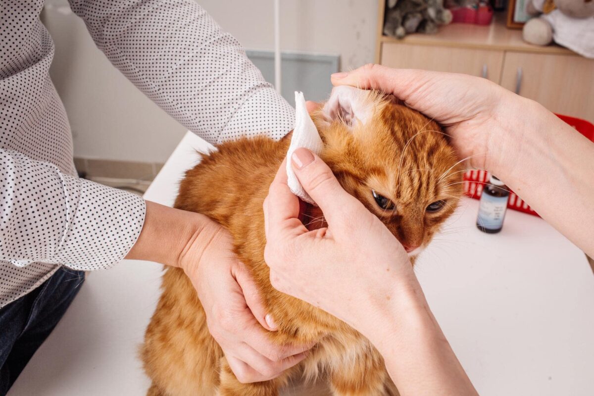 Kedi Kulağı Temizliği: Sağlıklı Kulaklar İçin Adım Adım Bakım Rehberi