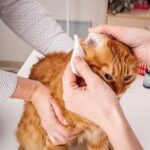 Kedi Kulağı Temizliği: Sağlıklı Kulaklar İçin Adım Adım Bakım Rehberi