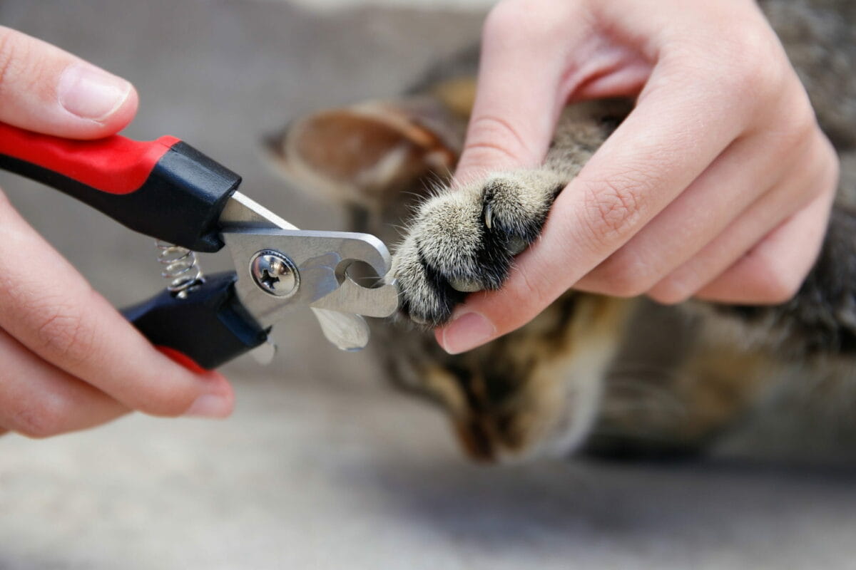 Kedi Tırnak Kesimi: Stresten Uzak, Güvenli Bir Manikür İçin Kapsamlı Rehber