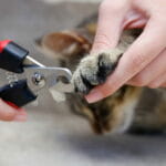 Kedi Tırnak Kesimi: Stresten Uzak, Güvenli Bir Manikür İçin Kapsamlı Rehber