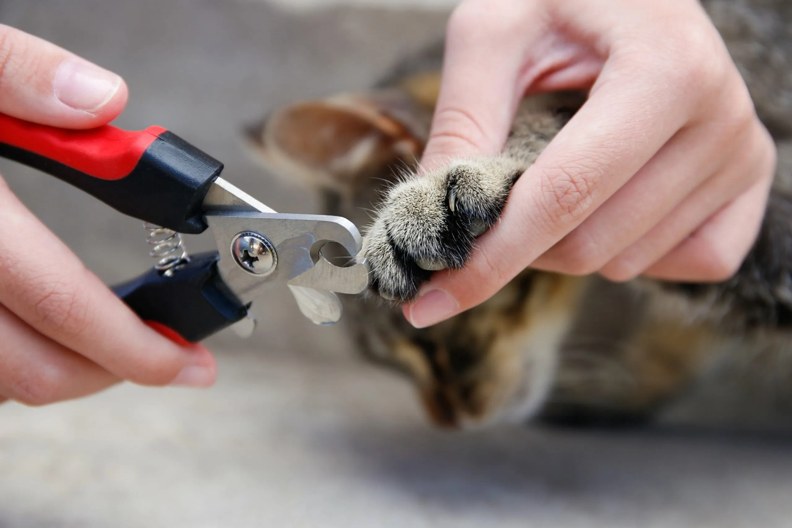 Kedi Tırnak Kesimi: Stresten Uzak, Güvenli Bir Manikür İçin Kapsamlı Rehber