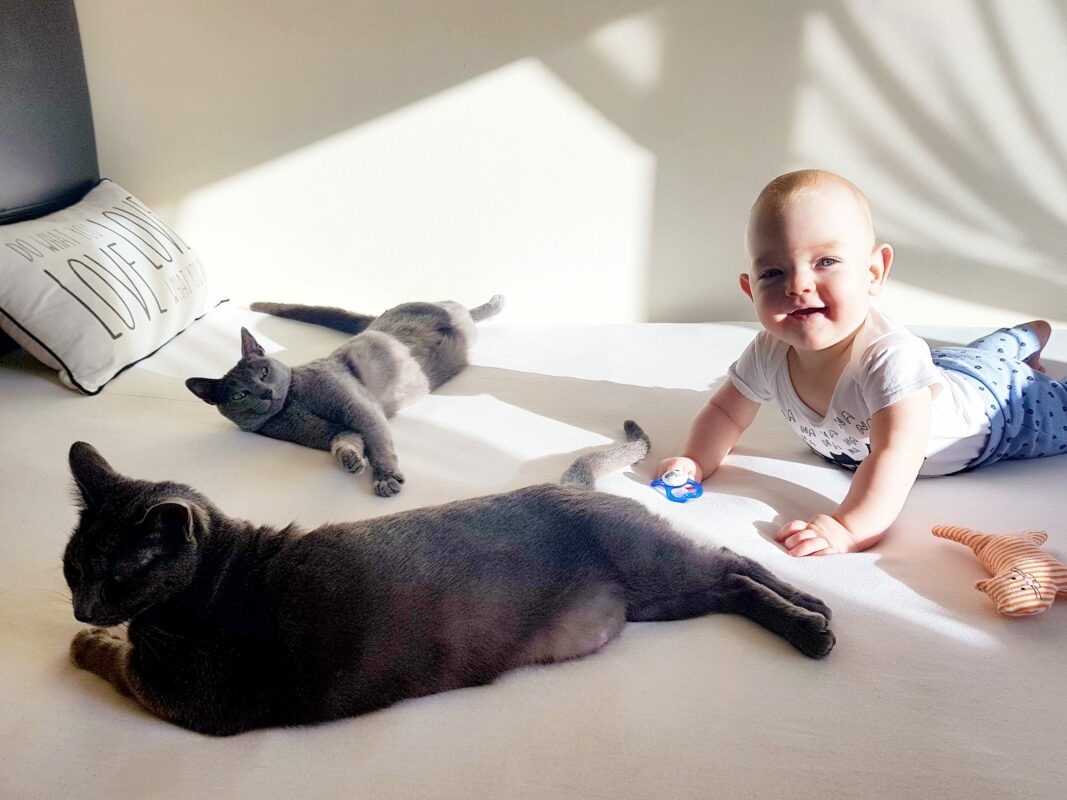 Kedi ve Bebek Tanışması: Evdeki Yeni Dengeyi Güvenle Kurma Rehberi