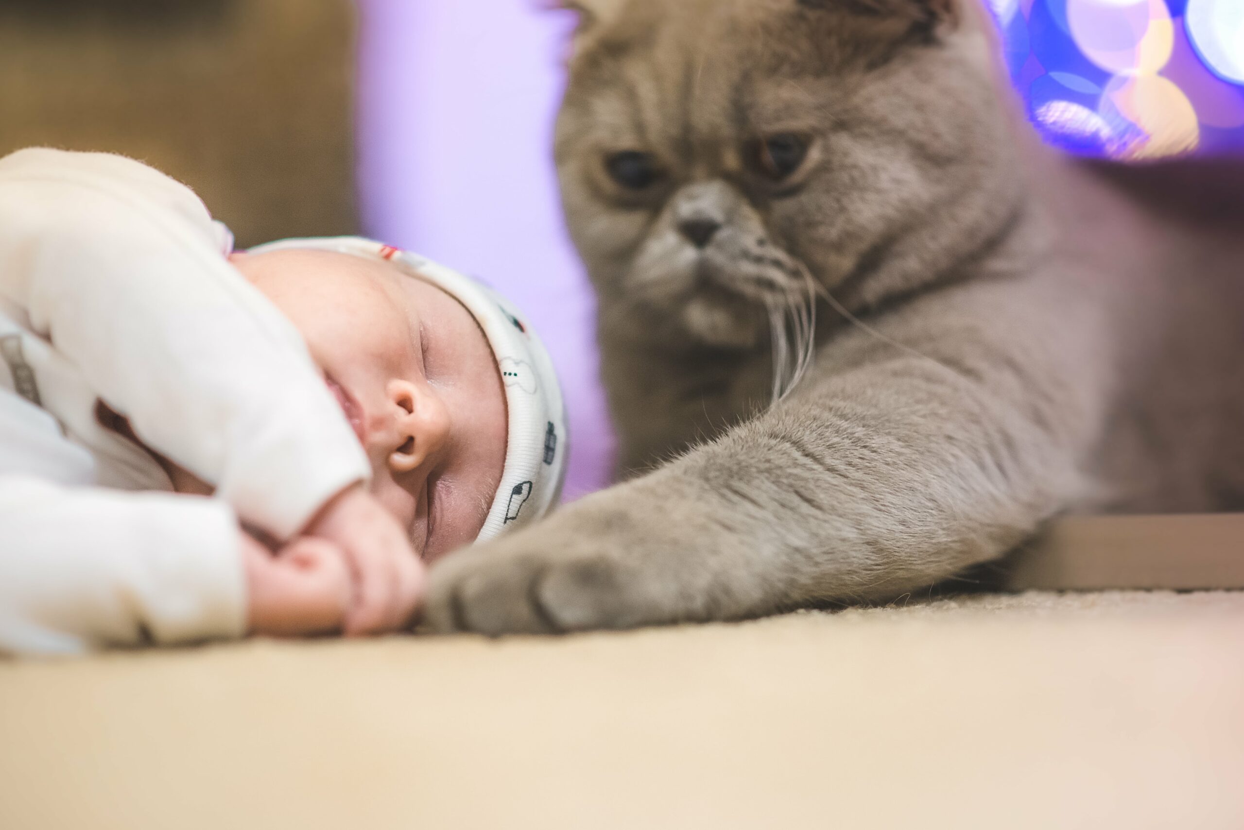 Kedi ve Bebek Tanışması: Evdeki Yeni Dengeyi Güvenle Kurma Rehberi