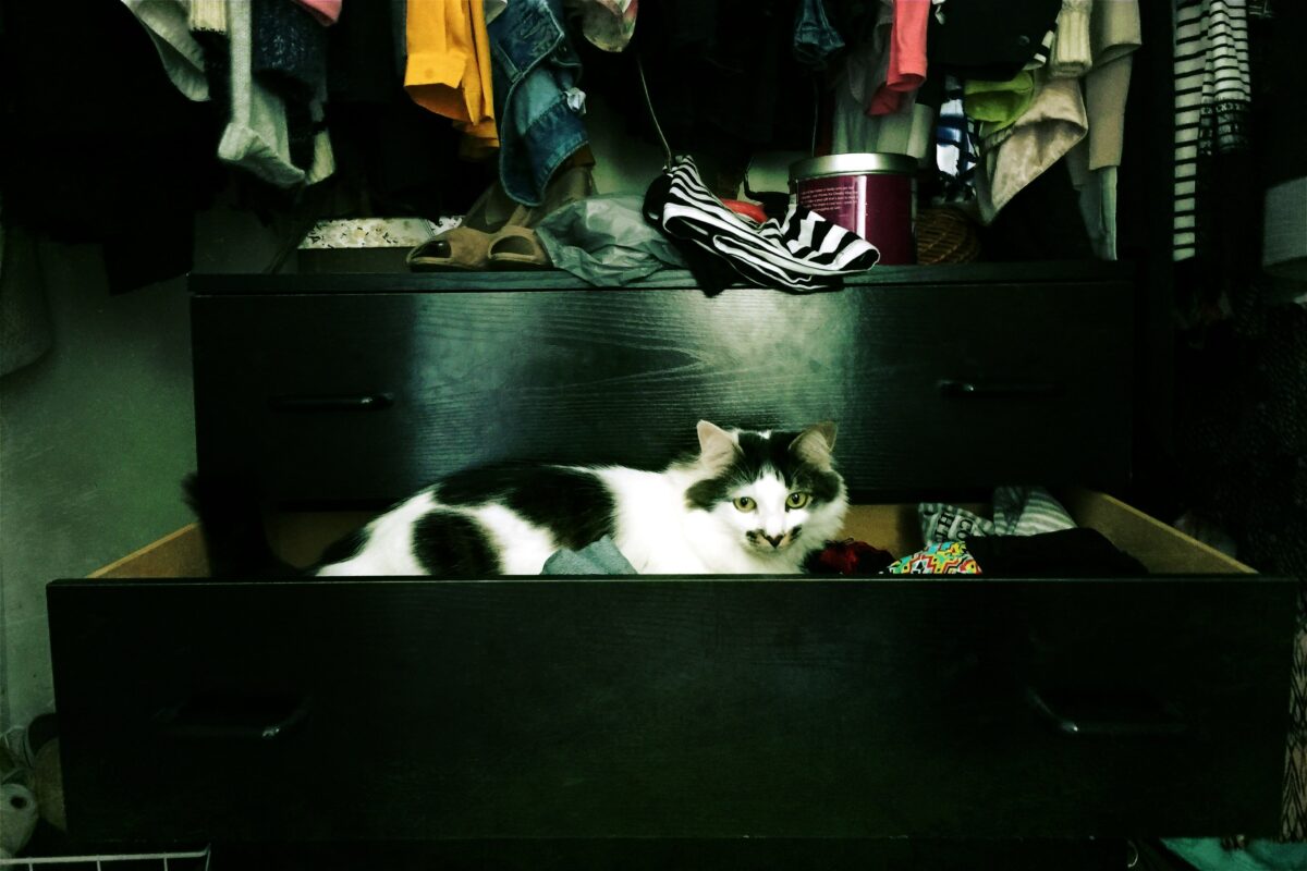 Kedilerde Gece Aktivitesi: Uykusuz Gecelerin Sırrı ve Çözüm Yolları