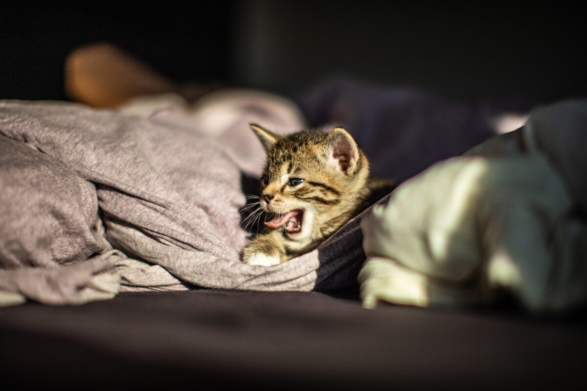 Kedilerde Gece Aktivitesi: Uykusuz Gecelerin Sırrı ve Çözüm Yolları