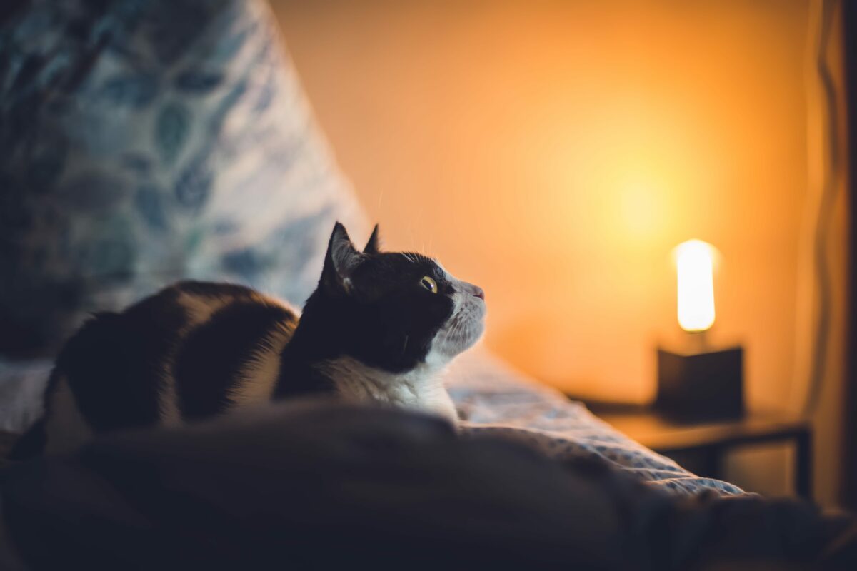 Kedilerde Gece Aktivitesi: Uykusuz Gecelerin Sırrı ve Çözüm Yolları