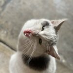 Kedilerde İdrar Püskürtme (Püskürterek İşaretleme): Nedenleri ve Çözüm Rehberi