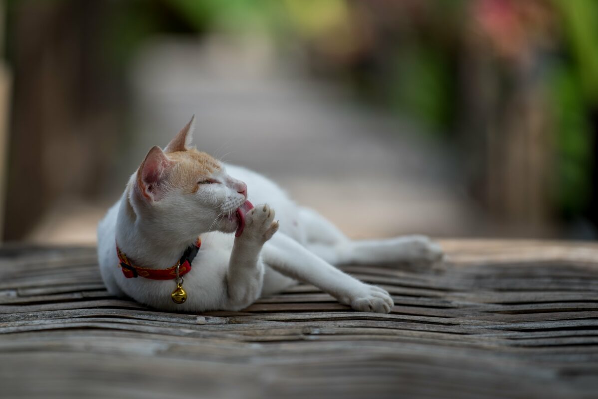 Kedilerde İdrar Püskürtme (Püskürterek İşaretleme): Nedenleri ve Çözüm Rehberi