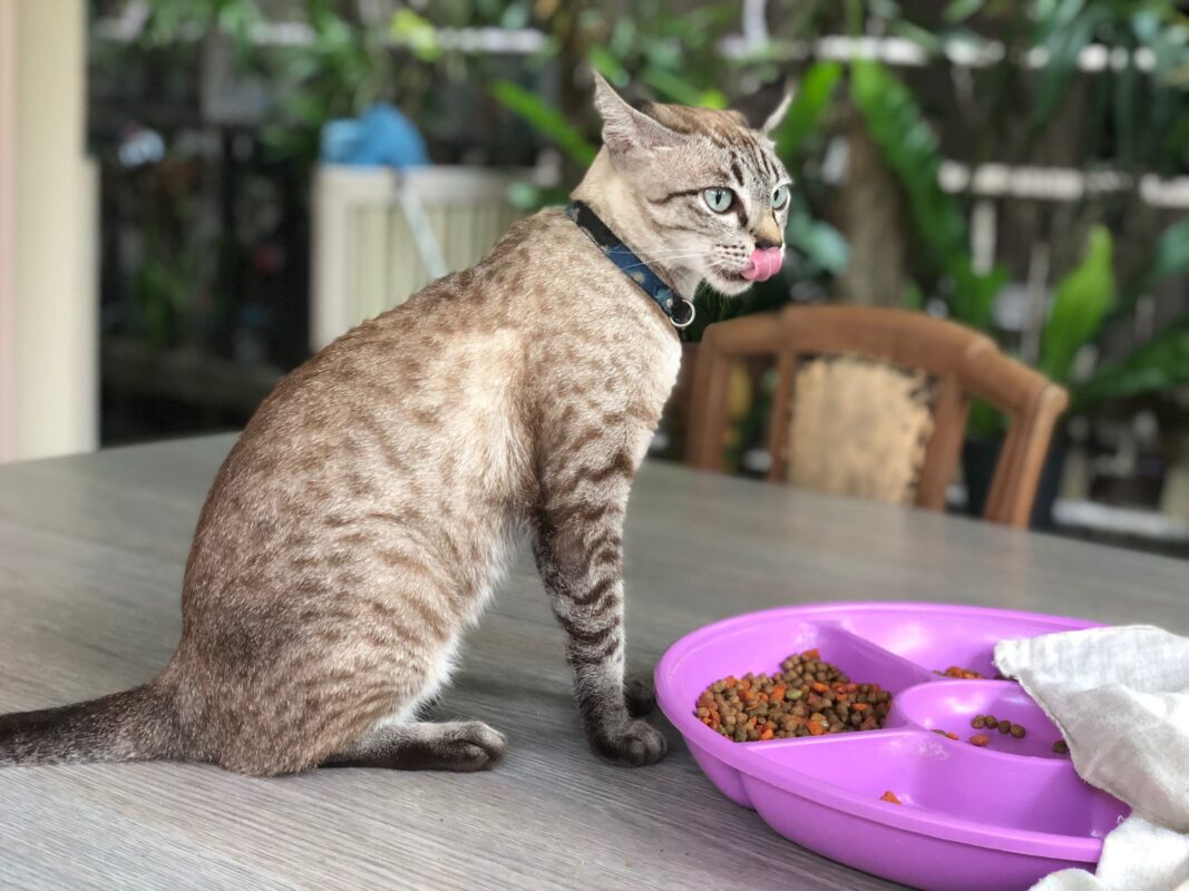 Kedilerde İştahsızlık: Kedim Neden Yemek Yemiyor? Tehlikeleri ve Çözüm Yolları