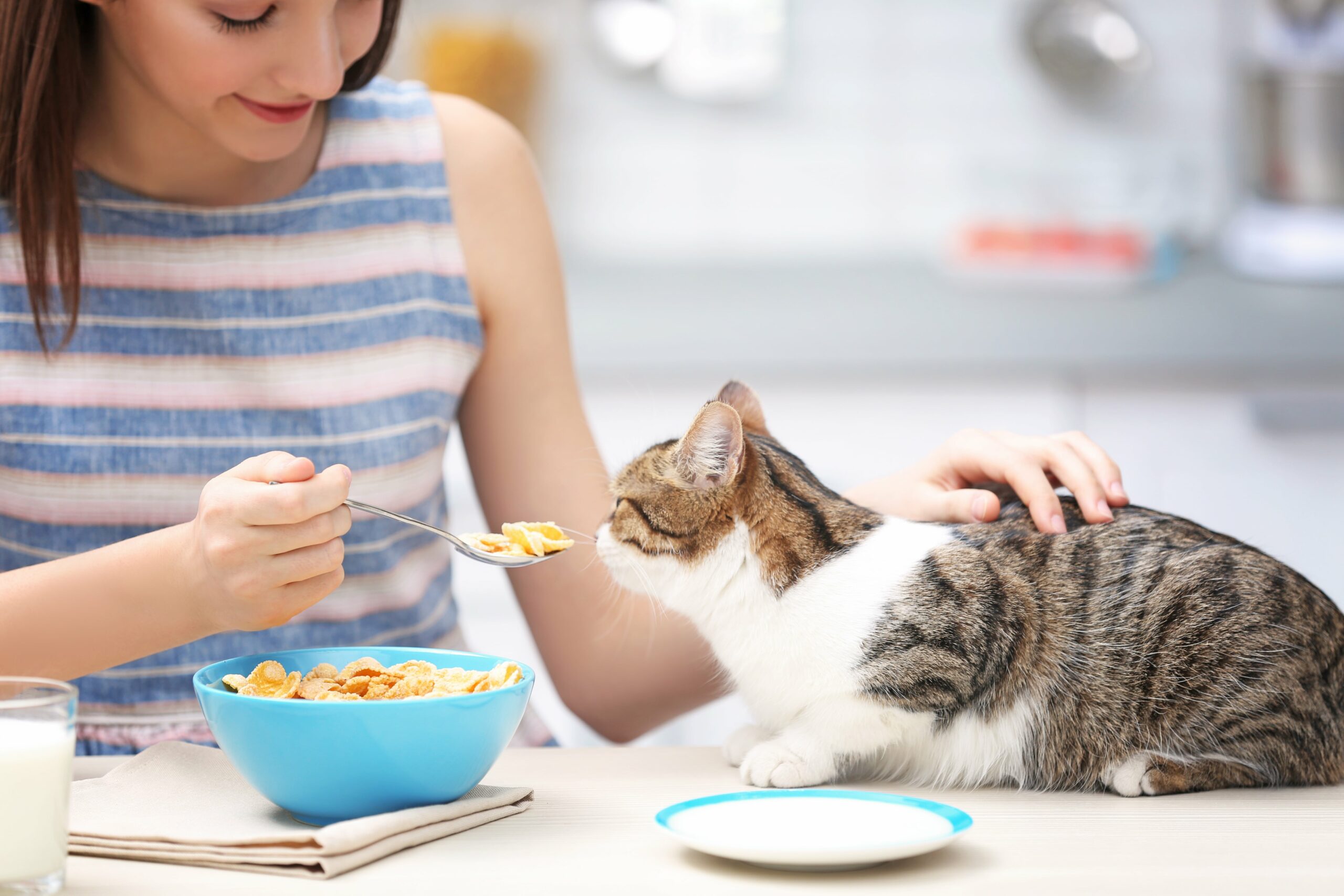 Kedilerde İştahsızlık: Kedim Neden Yemek Yemiyor? Tehlikeleri ve Çözüm Yolları
