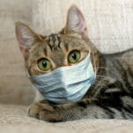 Kedilerde Üst Solunum Yolu Enfeksiyonu (Kedi Gribi): Belirtiler, Tedavi ve Korunma Yolları