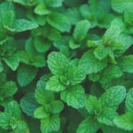 Nanenin Sağlığa Faydaları: Doğal Bir Şifa Kaynağı