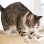 Patili Terapistler: Kediler Neden Yoğurma Hareketi Yapar?