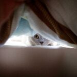 Utangaç ve Korkak Kediler: Güvenlerini Kazanmak İçin Sabırlı Bir Rehber