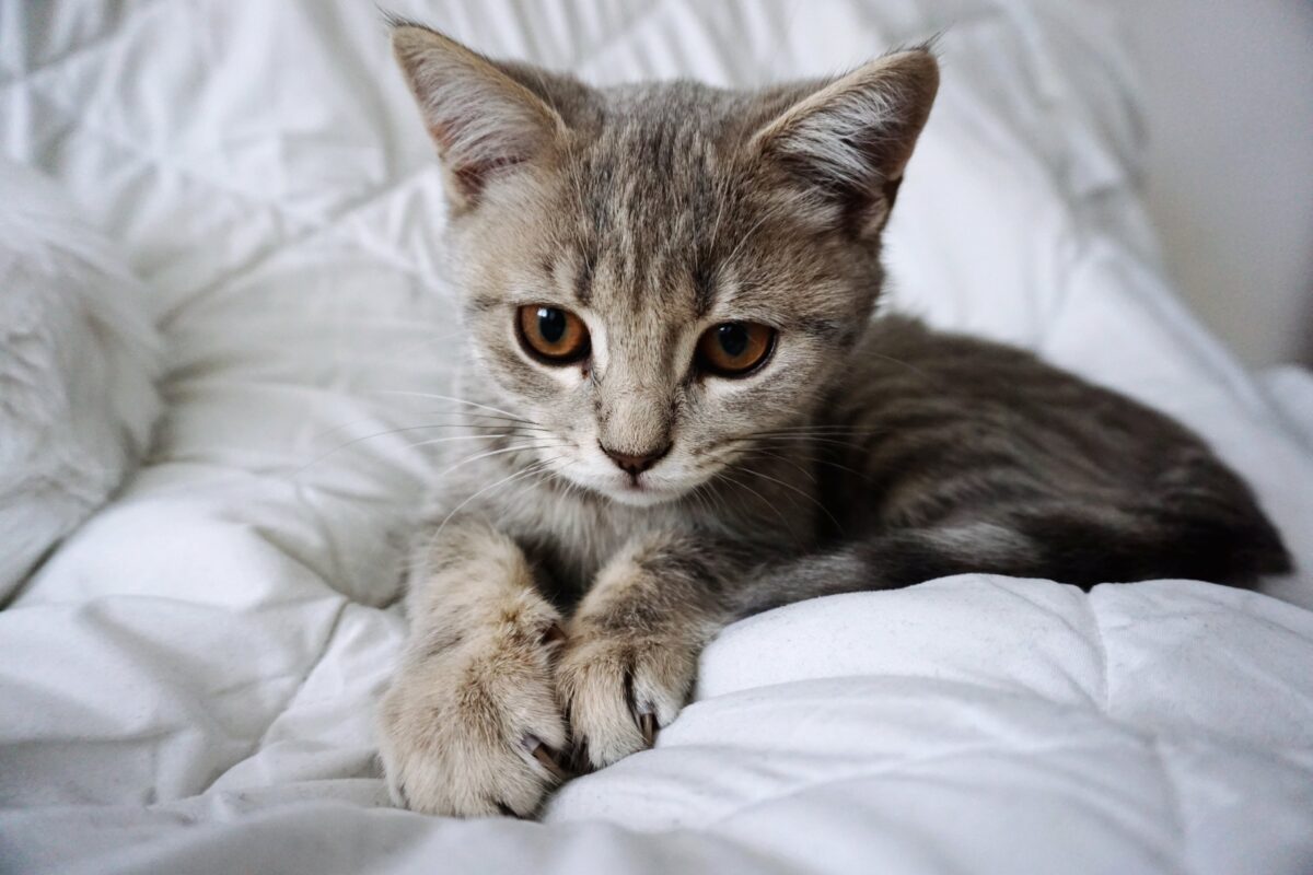 Utangaç ve Korkak Kediler: Güvenlerini Kazanmak İçin Sabırlı Bir Rehber