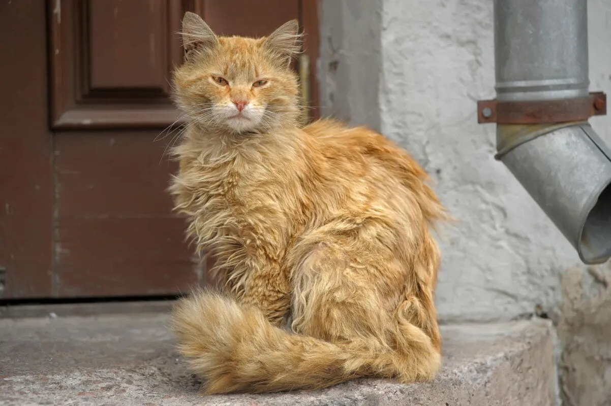 Yaşlı Kedilerde Davranış Değişiklikleri: "Kedi Alzheimerı" ve Diğer Nedenler