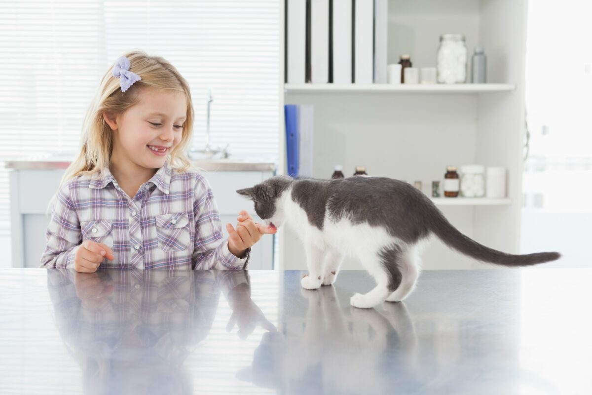 Yavru Kedi Eğitimi: Zeki Dostunuzla Güçlü Bir Bağ Kurmanın Püf Noktaları